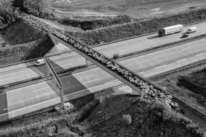 „Eine Herde der Wanderschäferin Birgit Voigtländer überquert die Autobahn A7 bei Neumünster