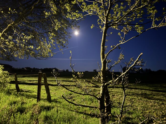 Das Bild zeigt eine Wiese, die im Mondschein leuchtet.